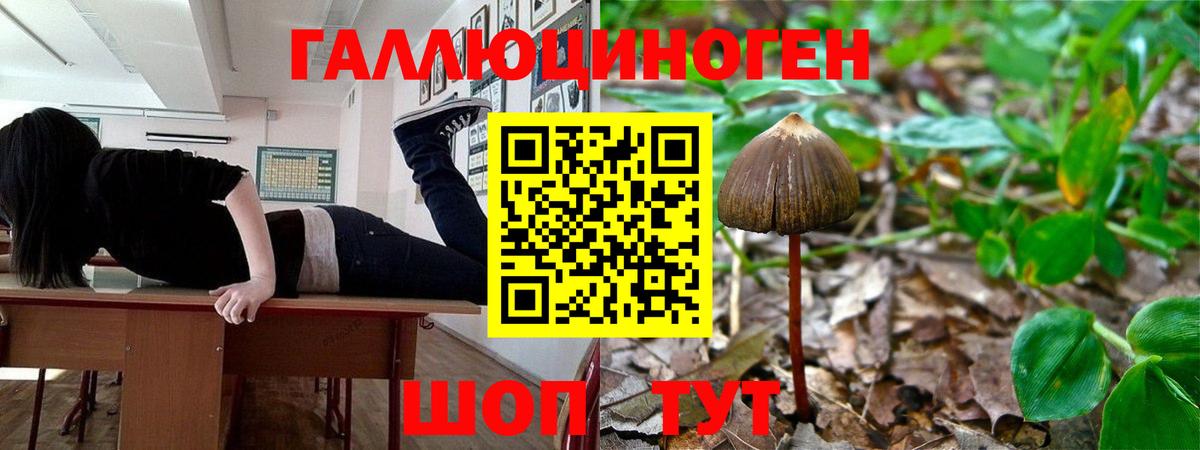 Псилоцибиновые грибы Psilocybine cubensis Полысаево